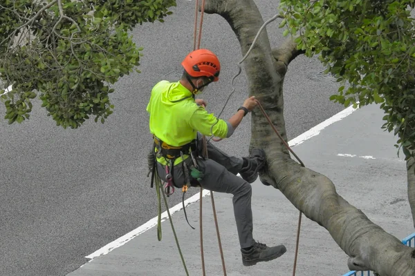 Poda de árboles y setos en Pamplona