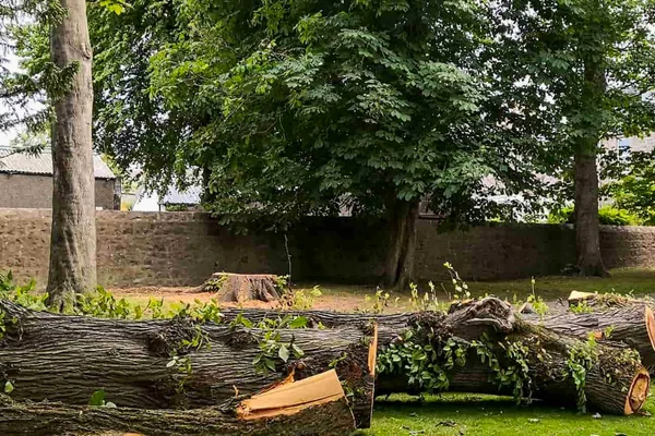 Tala de árboles en Pamplona
